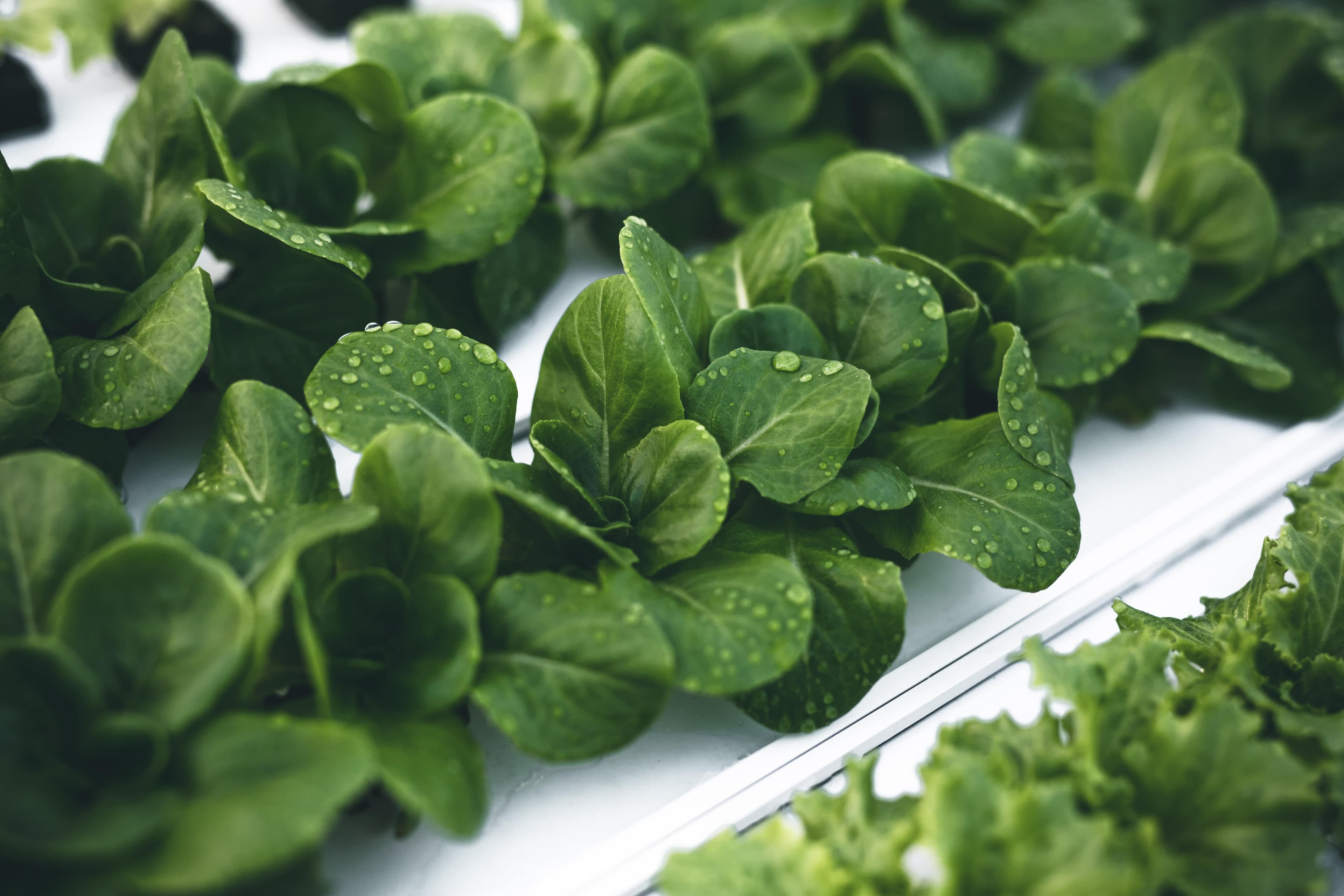 Organic Spinach